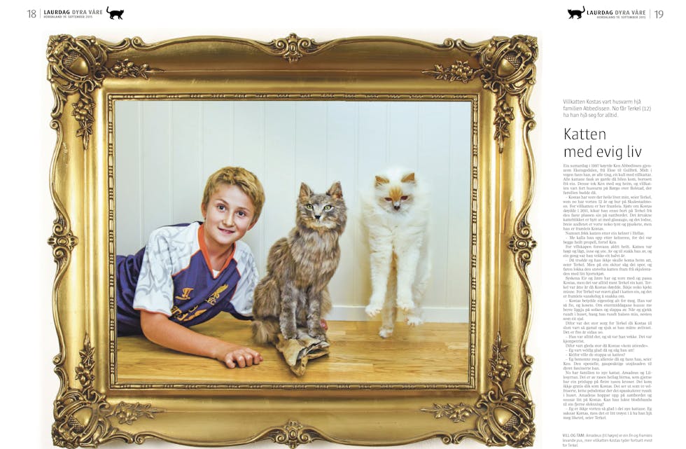 Hordaland_kattebilde