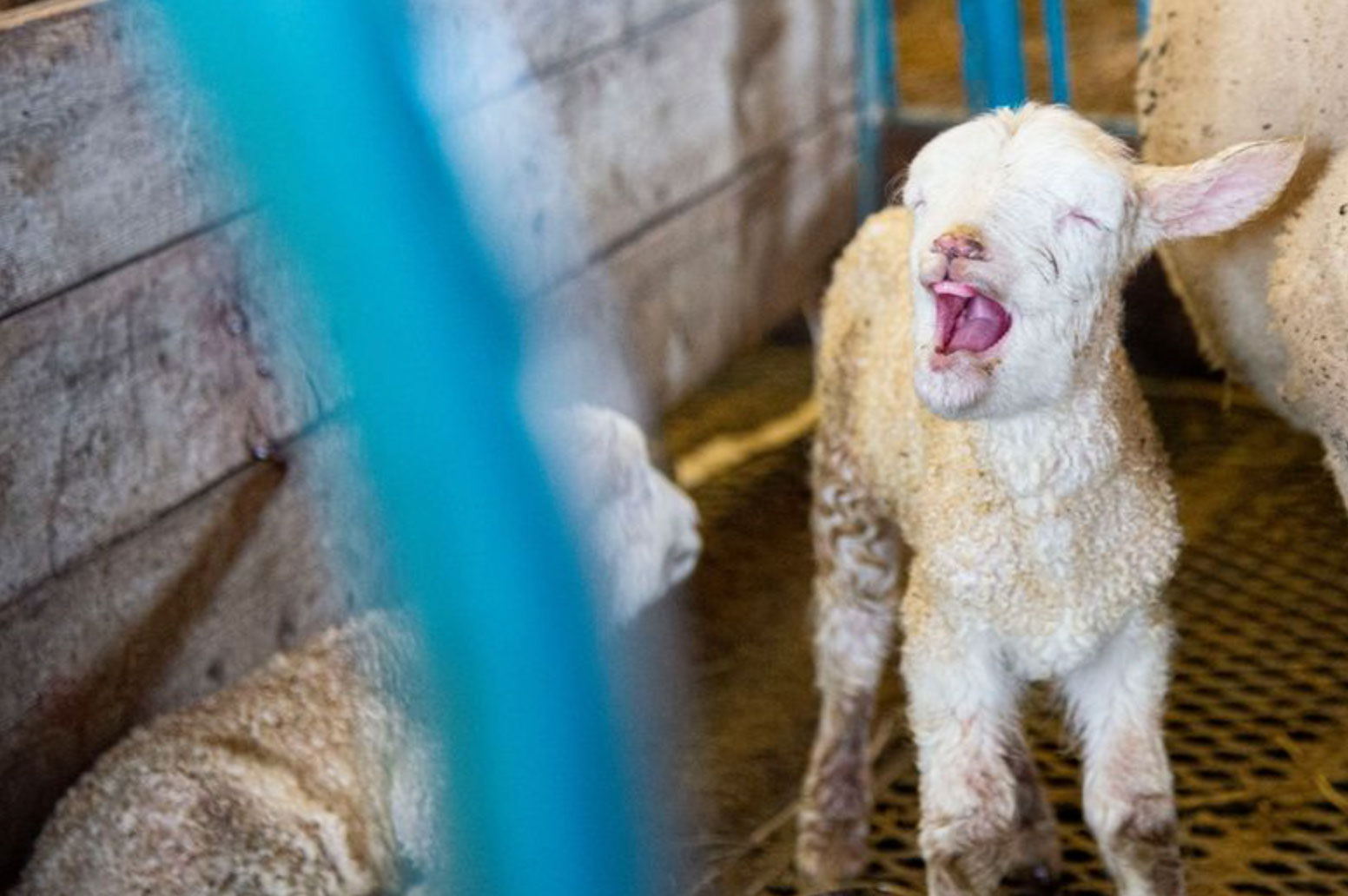 Streamer live fra lamming hos lokal bonde