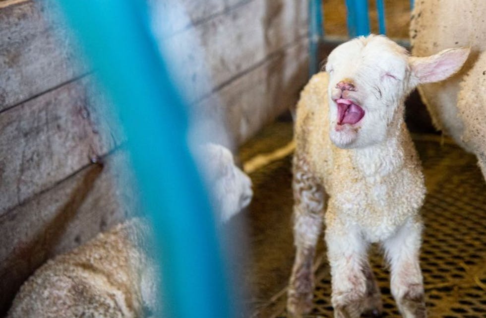 Streamer live fra lamming hos lokal bonde